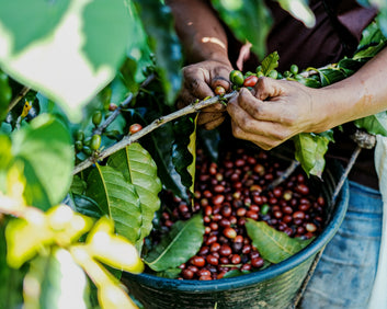 Coffee Harvest Apprenticeship