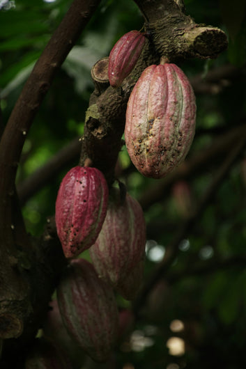 Cacao Apprenticeship