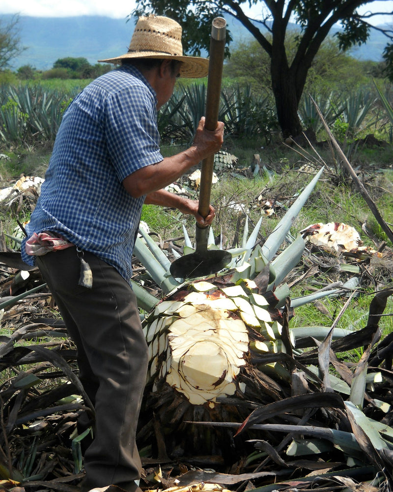 Agave worked for mezcal in Oaxaca, Mexico