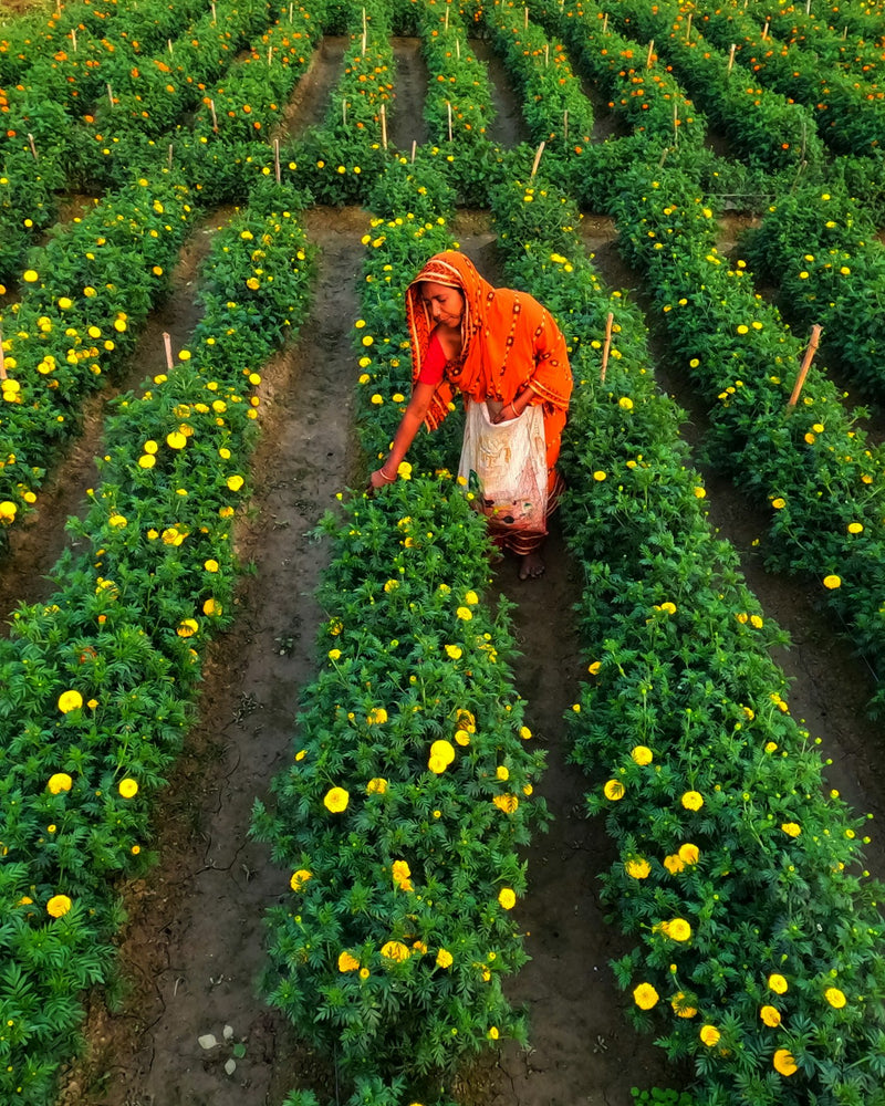 A flower farm in the hills near Medellin, Colombia