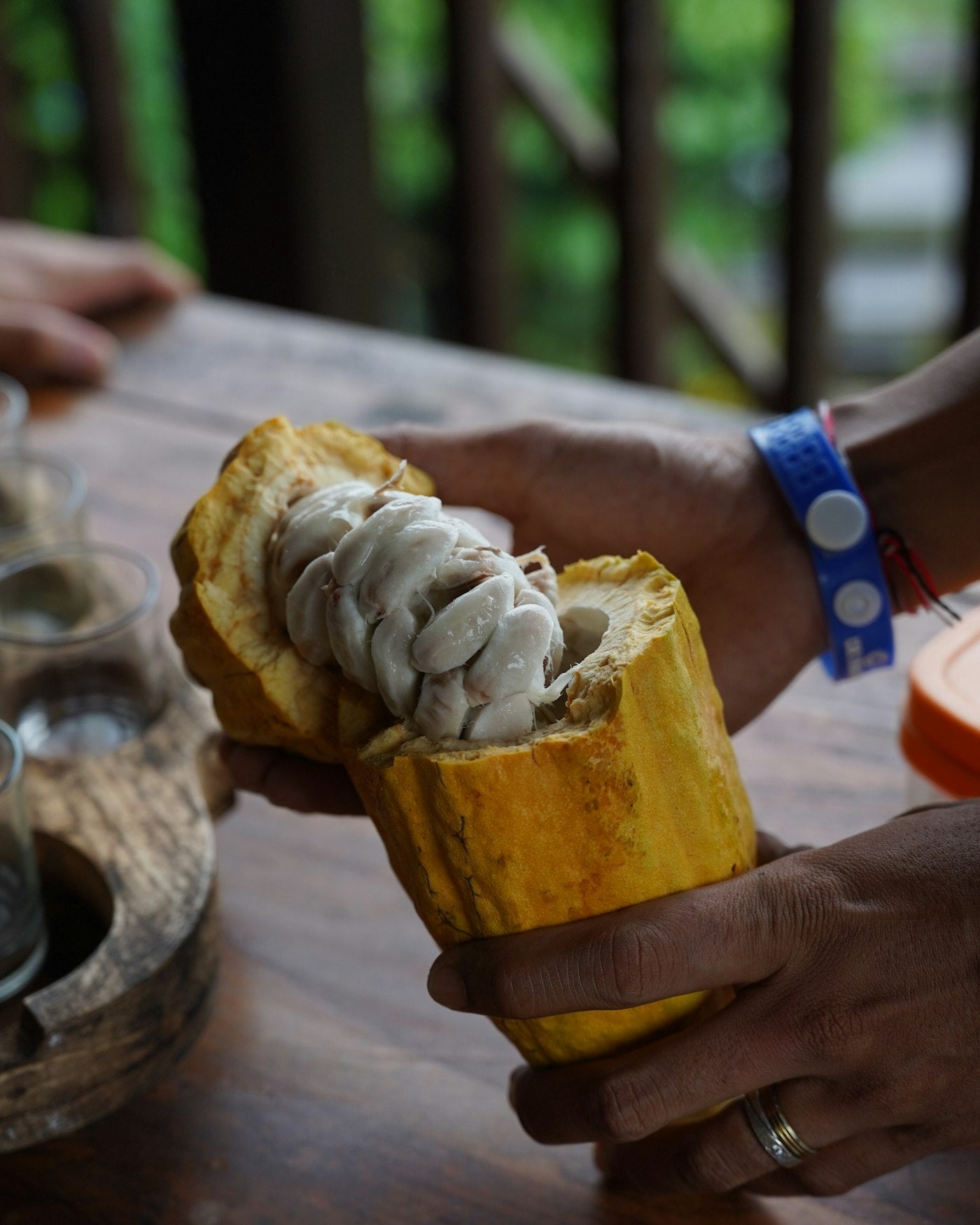 Hands holding a fresh cacao pod