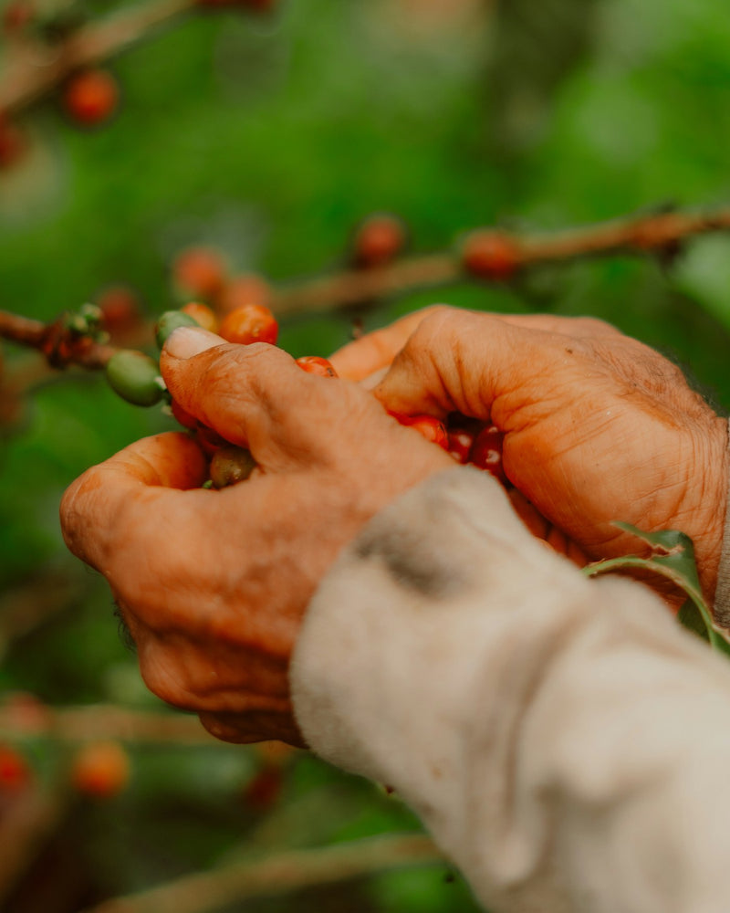 A coffee farm in the highlands of Boquete, Panama